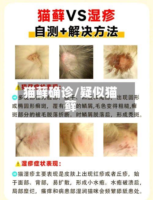 猫藓确诊/疑似猫藓-第2张图片
