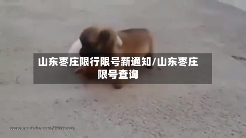 山东枣庄限行限号新通知/山东枣庄限号查询-第2张图片