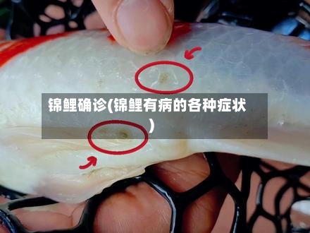 锦鲤确诊(锦鲤有病的各种症状)