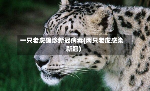 一只老虎确诊新冠病毒(两只老虎感染新冠)