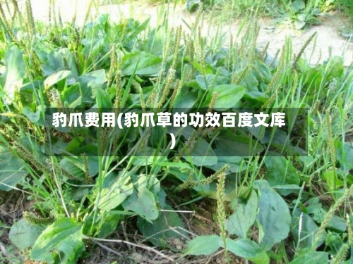 豹爪费用(豹爪草的功效百度文库)