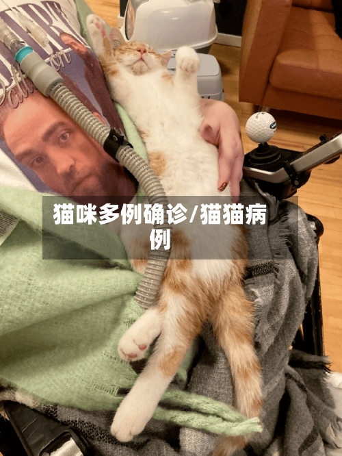 猫咪多例确诊/猫猫病例-第3张图片