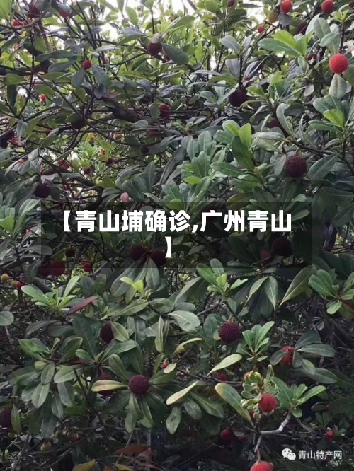 【青山埔确诊,广州青山】