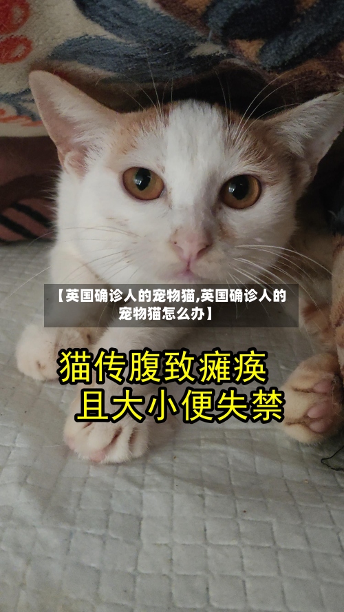 【英国确诊人的宠物猫,英国确诊人的宠物猫怎么办】