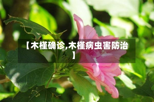 【木槿确诊,木槿病虫害防治】