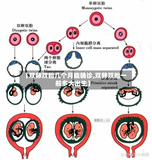 【双卵双胎几个月能确诊,双卵双胎一般多大出生】