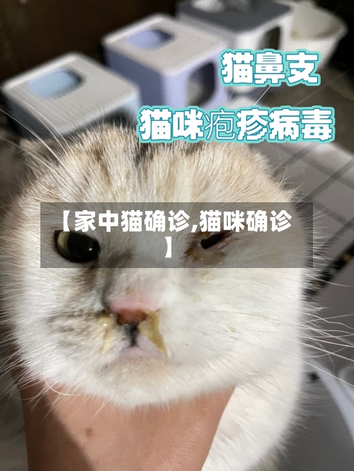 【家中猫确诊,猫咪确诊】-第2张图片