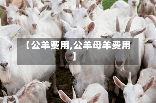 【公羊费用,公羊母羊费用】-第3张图片