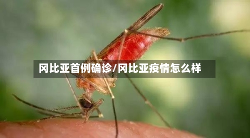 冈比亚首例确诊/冈比亚疫情怎么样-第2张图片