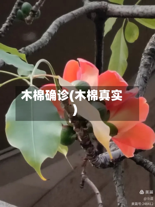 木棉确诊(木棉真实)
