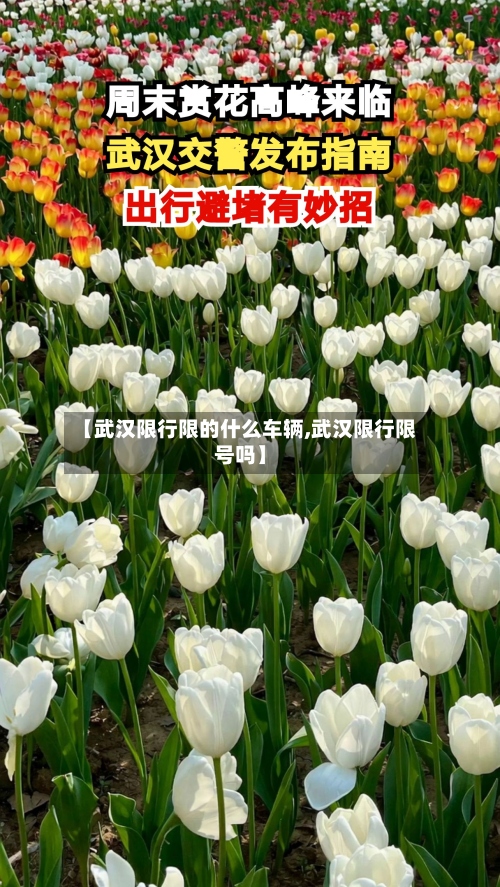 【武汉限行限的什么车辆,武汉限行限号吗】-第2张图片
