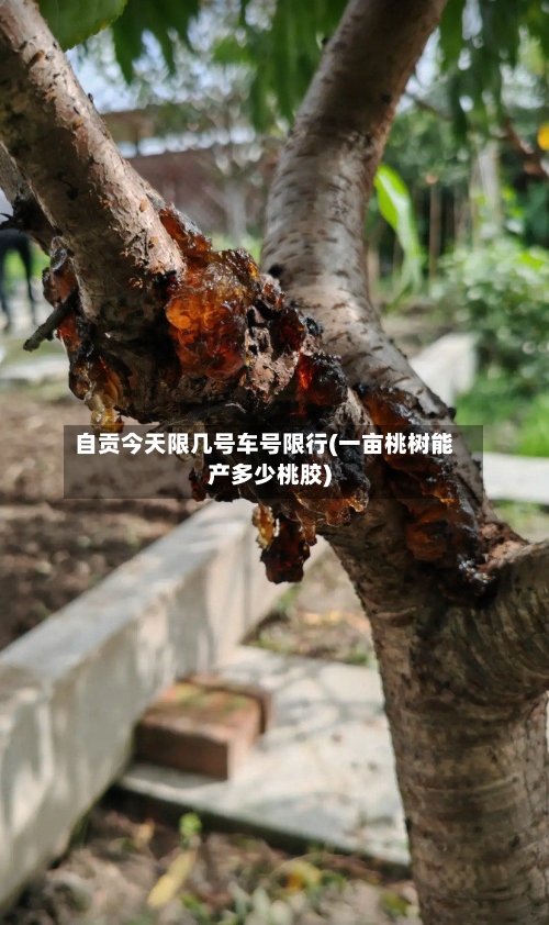 自贡今天限几号车号限行(一亩桃树能产多少桃胶)