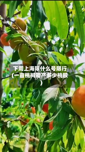 下周上海限什么号限行(一亩桃树能产多少桃胶)