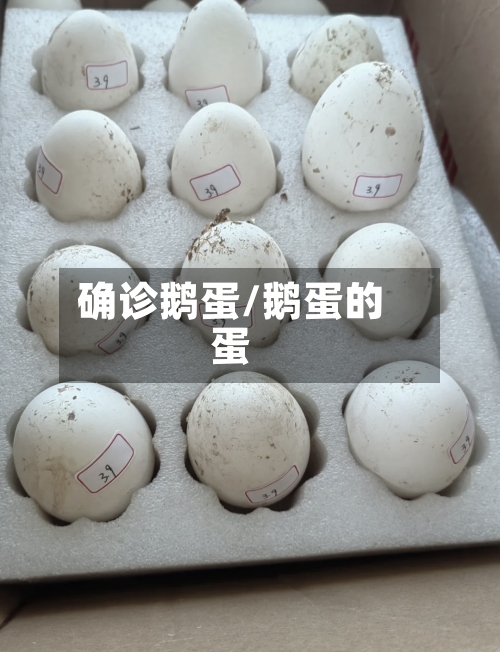 确诊鹅蛋/鹅蛋的蛋-第2张图片