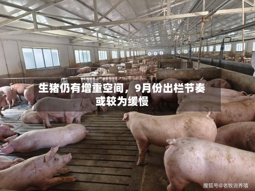 生猪仍有增重空间，9月份出栏节奏或较为缓慢-第2张图片