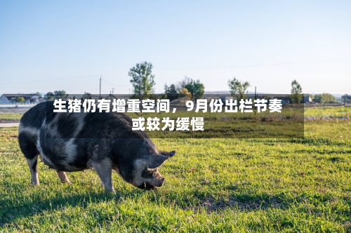 生猪仍有增重空间，9月份出栏节奏或较为缓慢-第1张图片